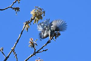 061 Titmouse,Tufted, 2023-05079063 Parker River NWR, MA